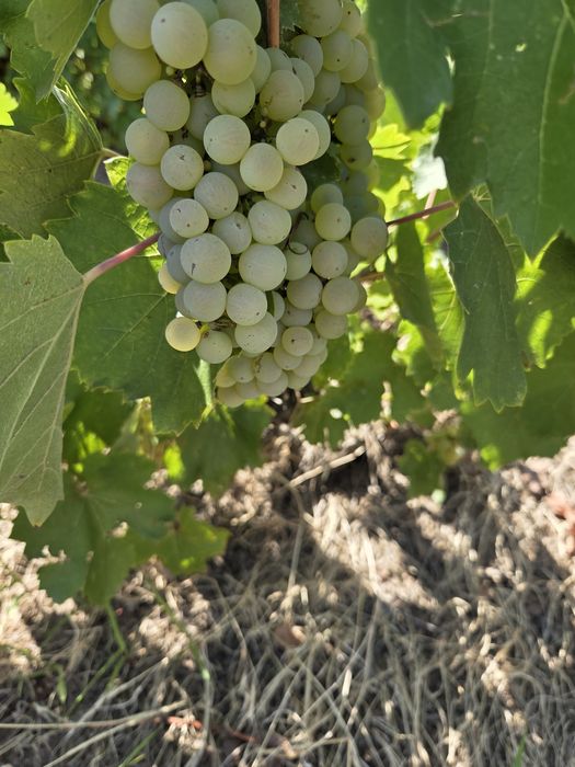 Vând struguri de vin productie 2025