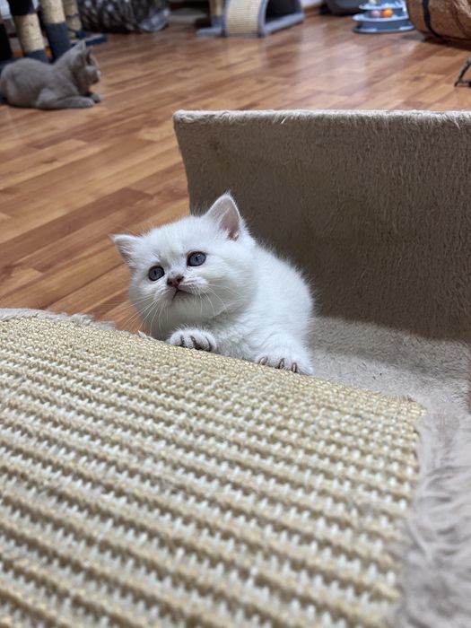 British shorthair shadedpoint