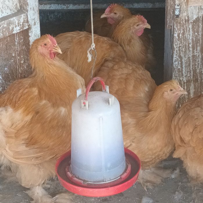 Cocoși Cochin galben