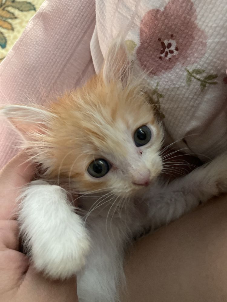 Котенок девочкаа