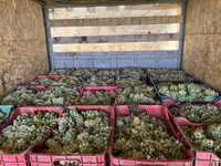 Vând struguri de vin din Vrancea