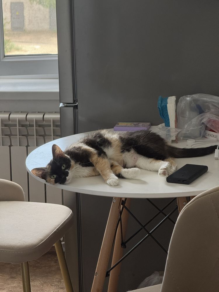 Кошка девочка , отличная мышеловка в добрые руки