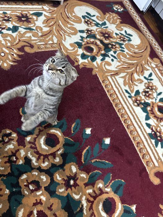 Scottish Fold aqilli mushuk