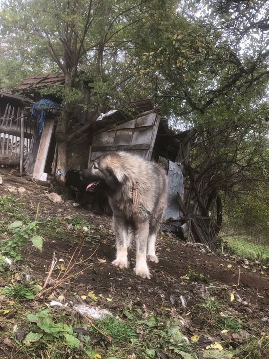 Femela de Ciobanesc romanesc carpatin