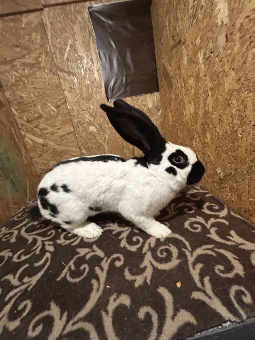 Masculi Uriaș pestriț german de vânzare