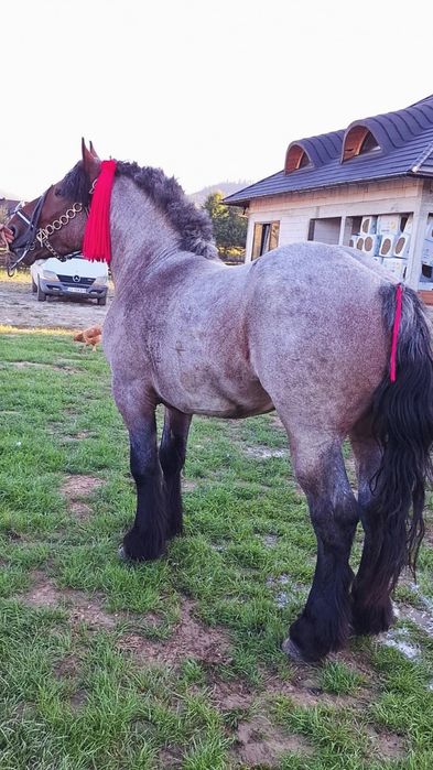 De vânzare mânz de 3 ani cu pașaport tras 100%