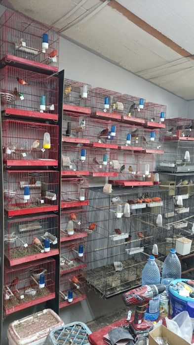 Canari și cănărițe