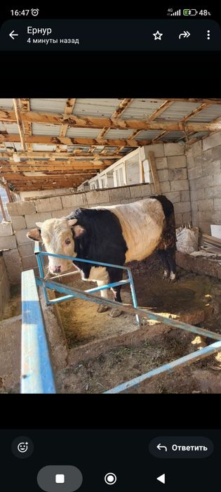 Сатамын бука 1 миллион