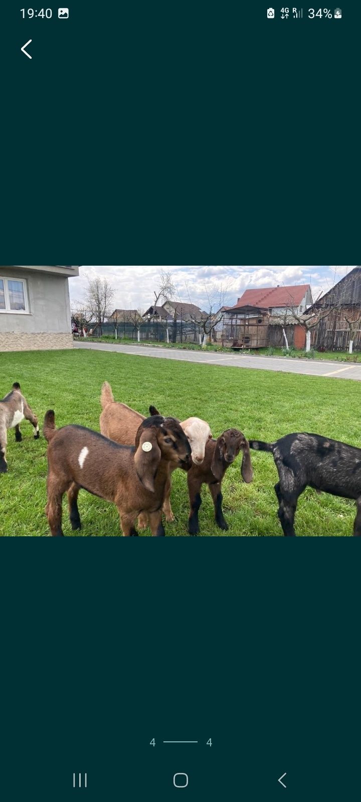 Țap de vânzare are un an
