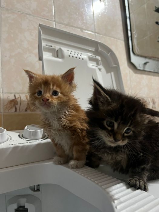 Мейн Куны котята девочки Чистокровные