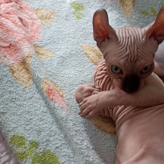 Котенок Эльф девочка