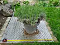 Vând butasi de lavandă tufe -Lavandula Augustifolia  lavanda  anul 4-5