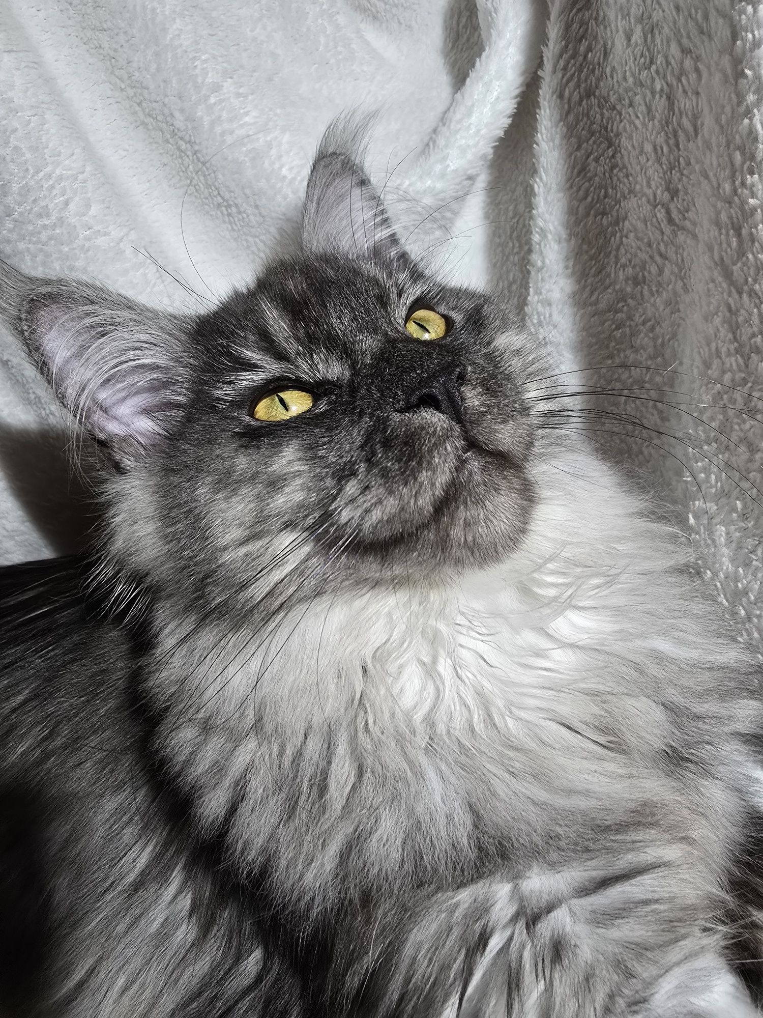 Мейн Куун котенца