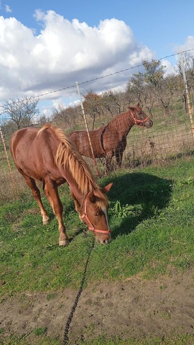 Vând cal castrat cuminte nu mușcă nu bate are doi ani jumate