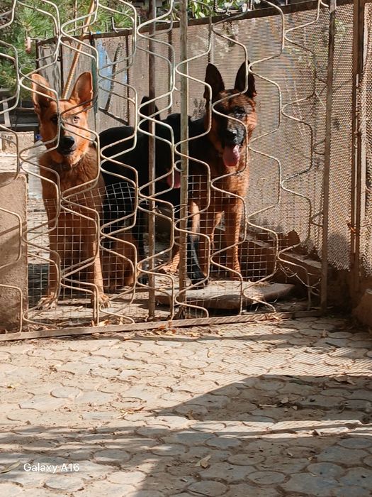 Чистокровная немецкая овчарка.