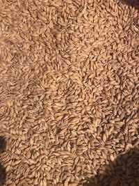Продам ячмень/овес в мешках/пшеница россыпью