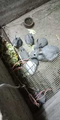Продам молодых кроликов