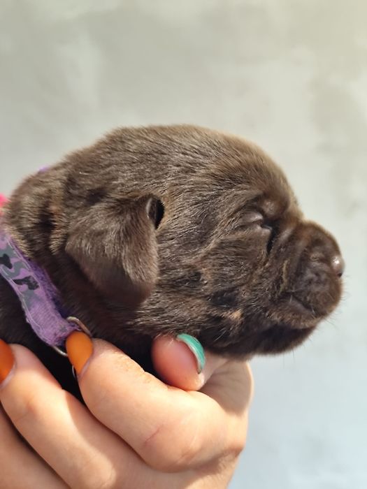Pui Labrador ciocolatiu cu Pedigree