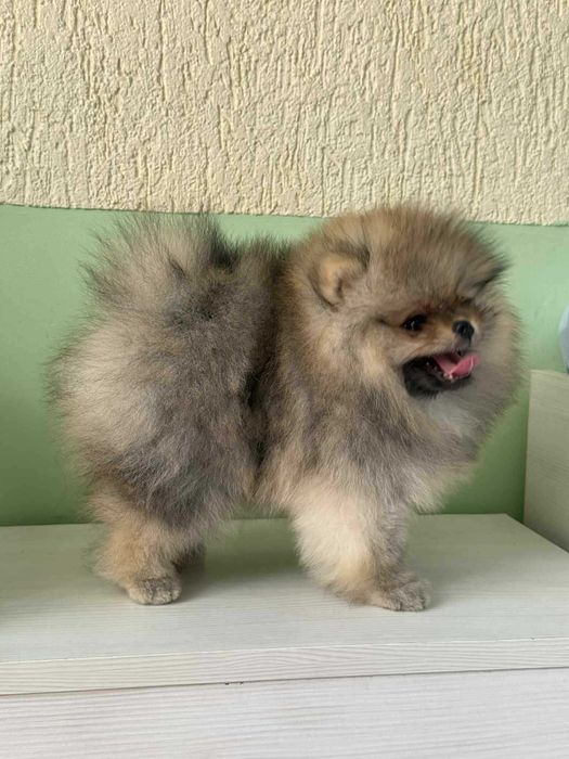 Померан момиче с родословие FCI