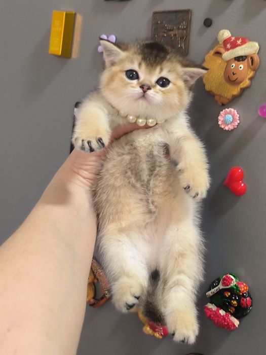 Котята от правильной вязки