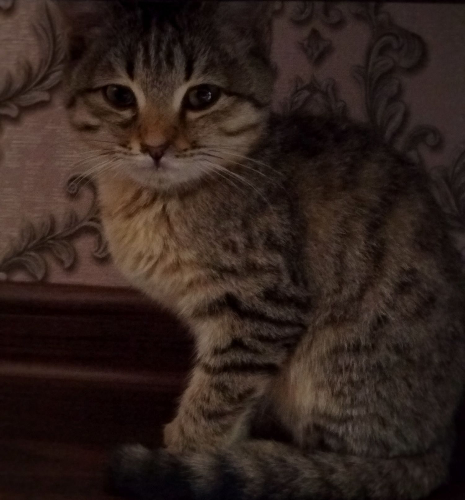 Отдам котёнка в хорошие руки