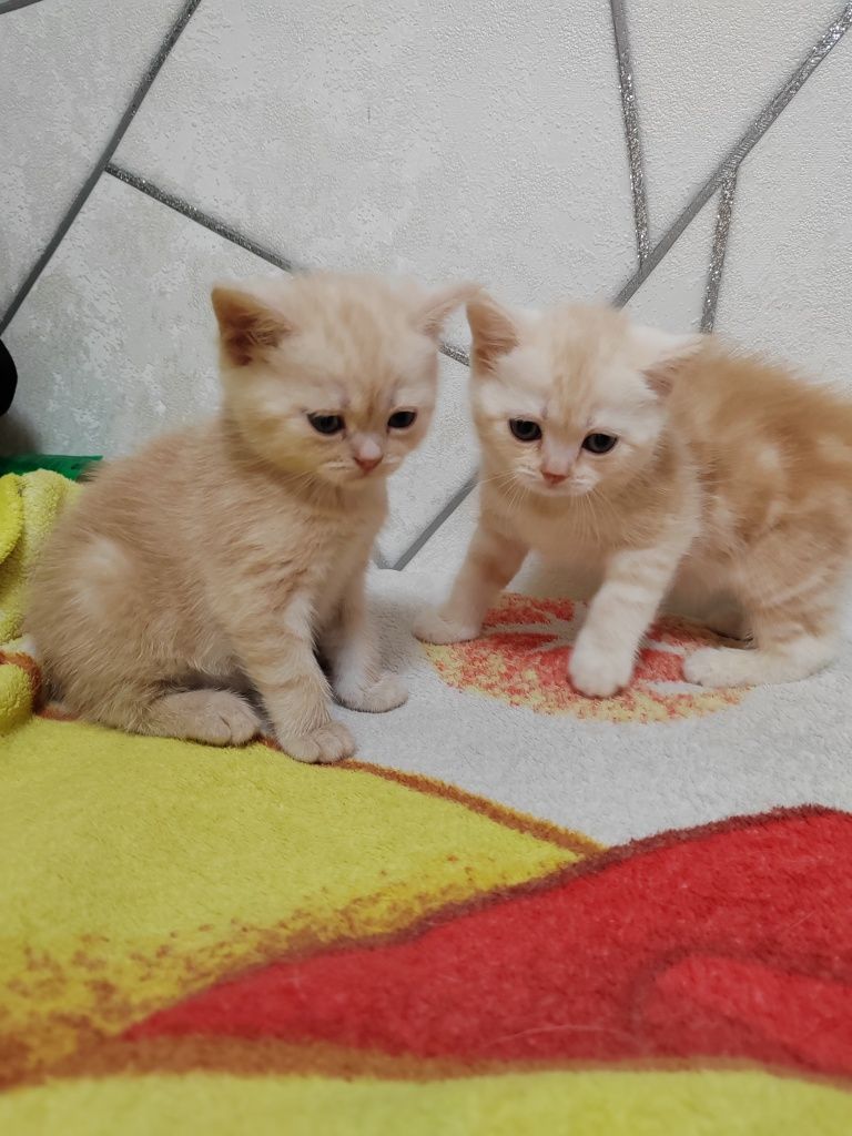Шотландские Вислоухие Скоттиш Страйд котята от правильной вязки!