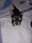 Yorkshire terrier mini toi