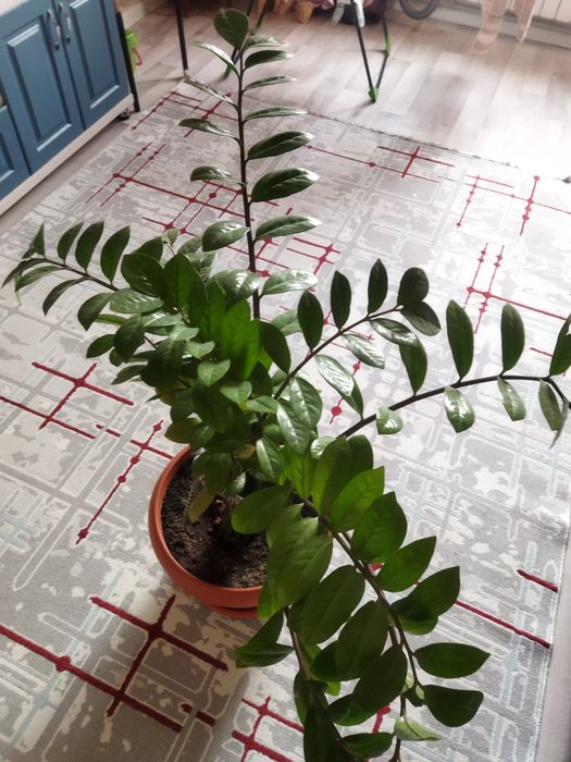 Продается долларовое дерево