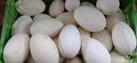 Гусиные ,индюшиные яйца инкубационные