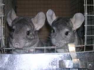 Продам шиншил цвет серый стандарт мальчики ,девочки.