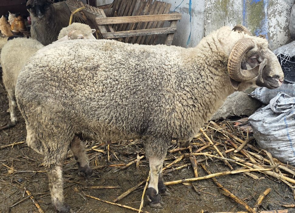 Berbec carabas de vânzare