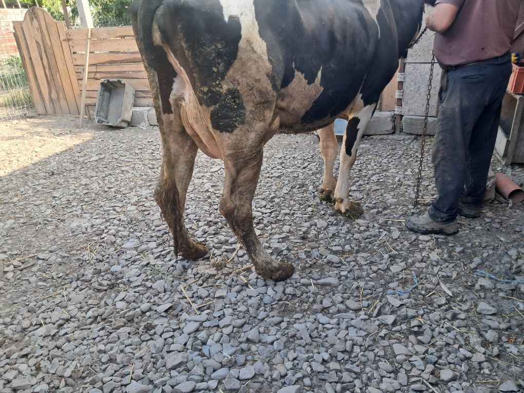 Vand vaca tanara de 1 vitel