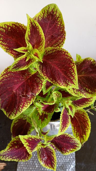 Coleus  sau urzicuţã