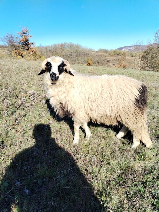Vând berbecuți și un mior