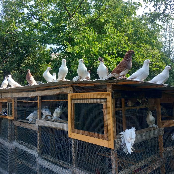 Porumboi uriasi maghiari