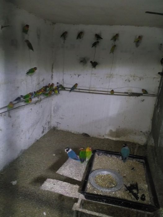 Продаётся готовы масковые неразлучники