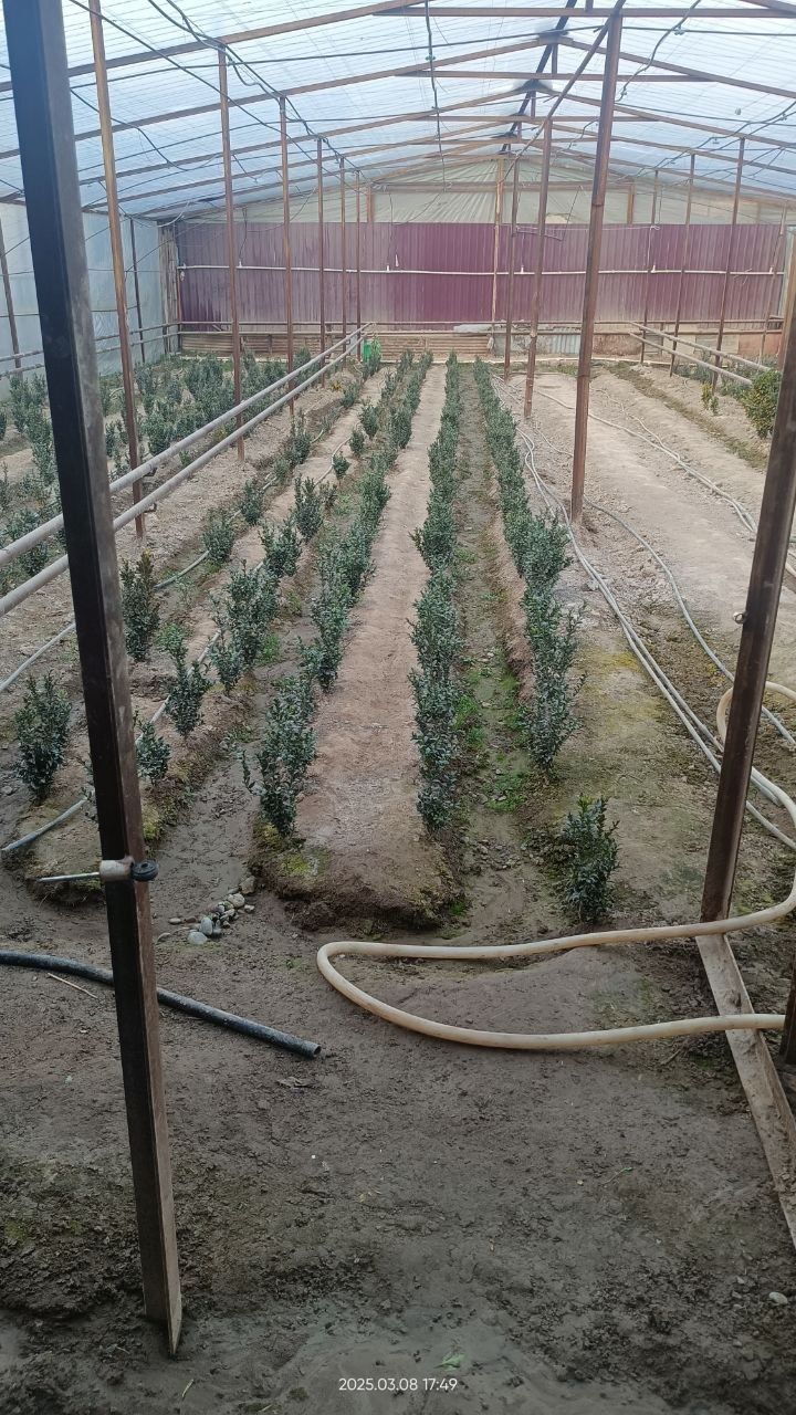 Шамшод кўчатлари