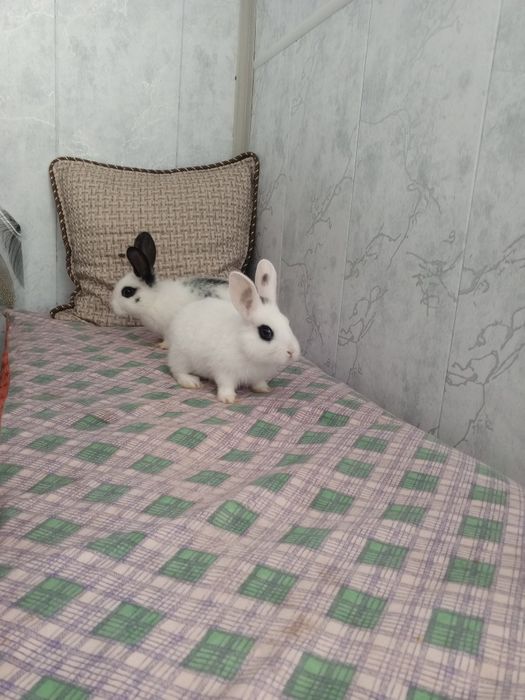 Куенлар парочка продается