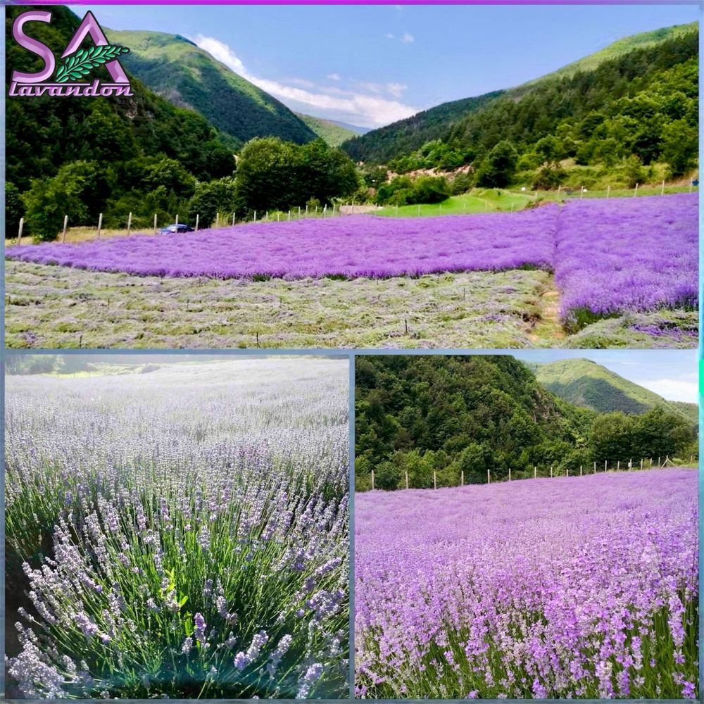 Лавандула-разсад,туфи,саксии.Българска Маслодайна Роза…