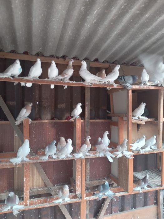 Продам голубей, лётные с игрой