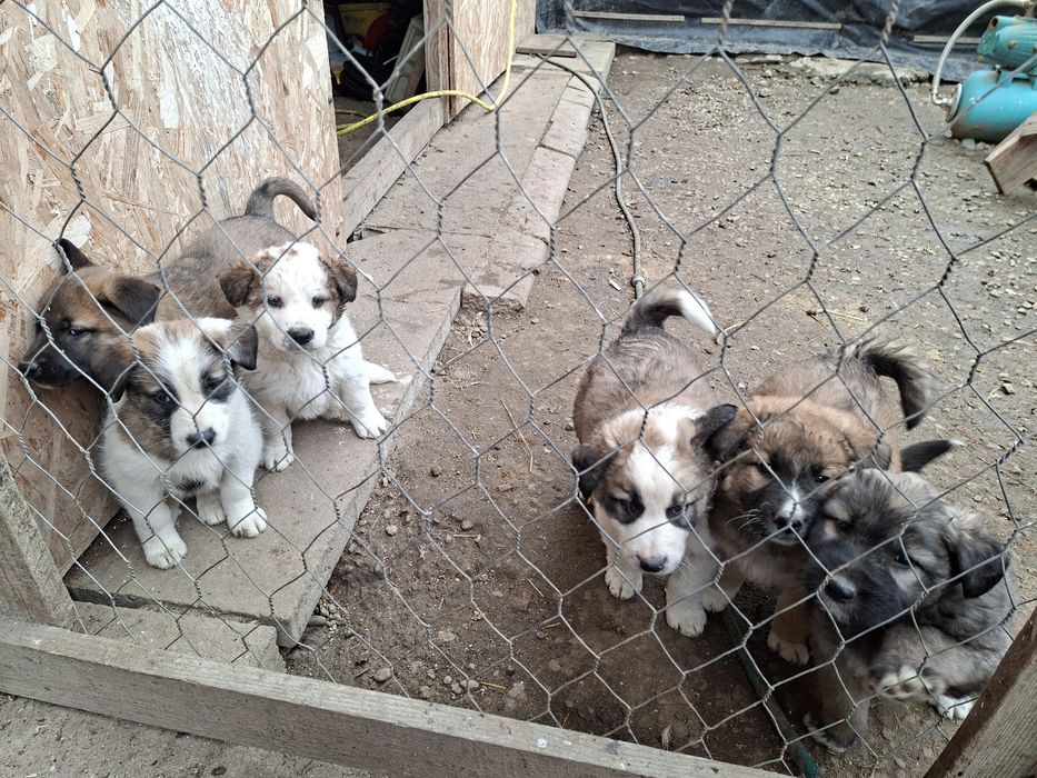 Donez Căței,  rasa ciobanesc