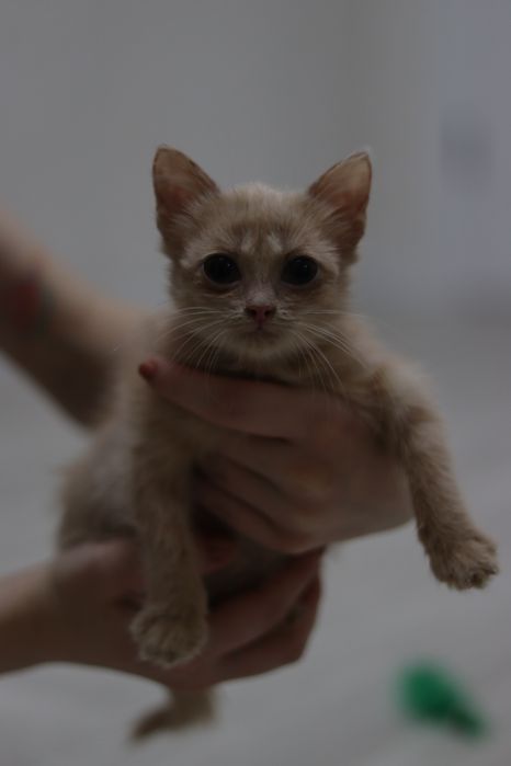 Котенок (девочка)