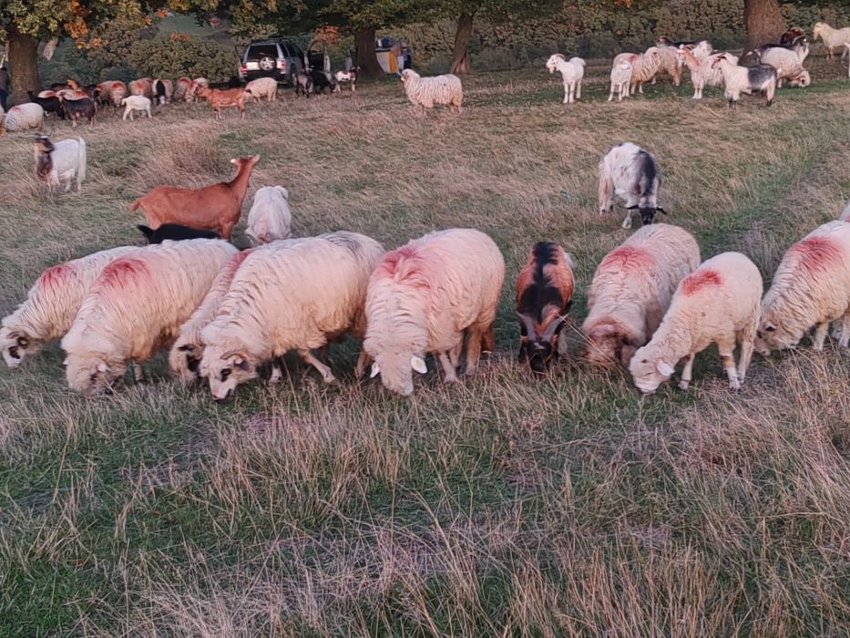Vând 150 de oi frumoase cu tratamentele la zii