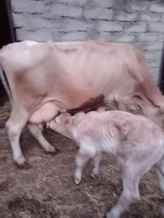 Красота е Българско родопско говедо