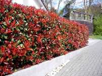 Фотиния-(Photinia Red Robin)
