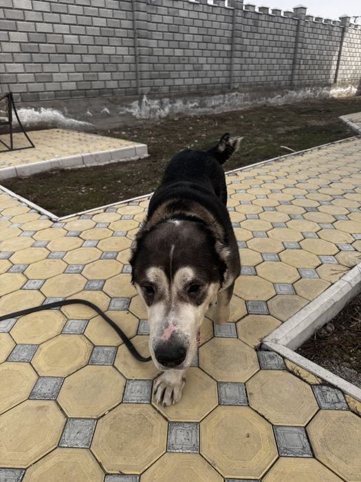 Вязка Алабай красавчик