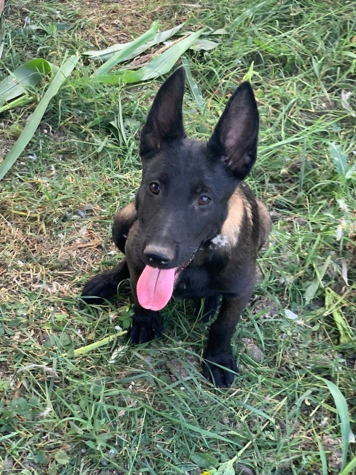 Femela Ciobanesc Belgian Malinois