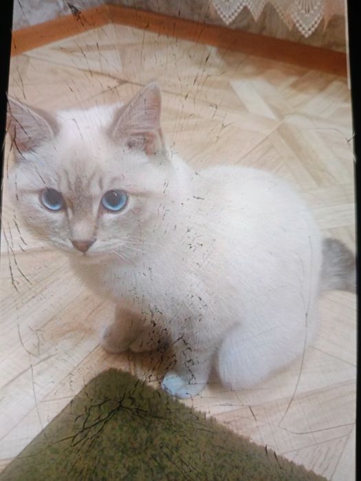 Потерялись коты кто найдет тому вознаграждения 2 тысячи тенге