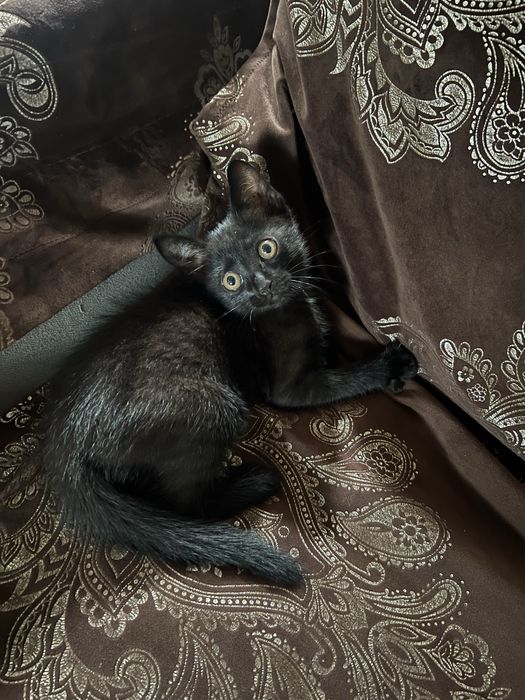 Отдам котенка в хорошие Руки!