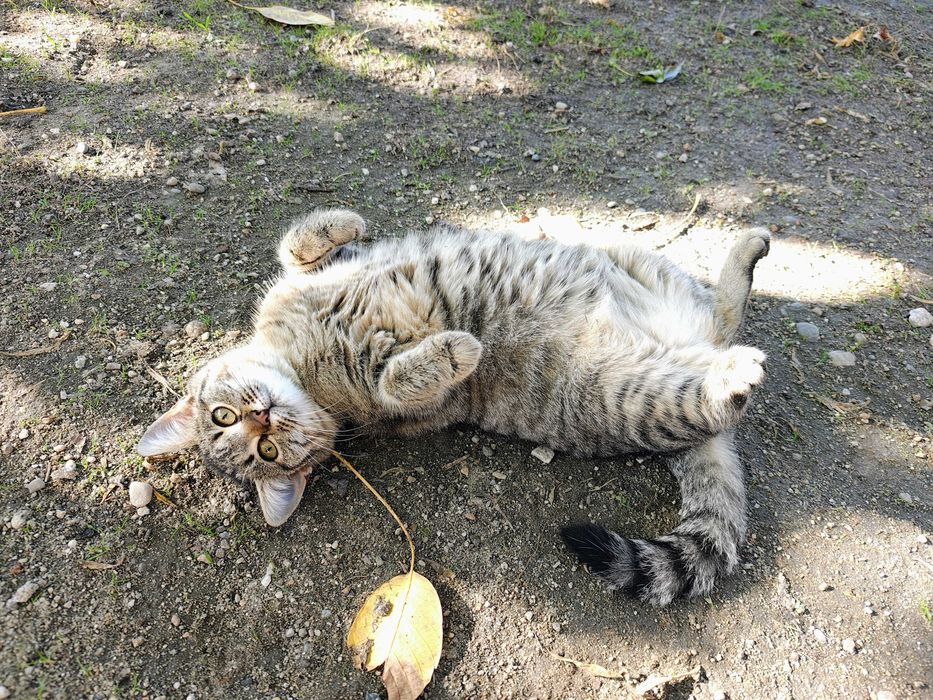 Pisicuta tigrata 5 luni spre adoptie